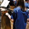 44° Raduno Concerti 8 Giugno 2016 - Terza Serata